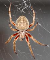 Click image for larger version. 

Name:	spider.jpg 
Views:	138 
Size:	129.7 KB 
ID:	14154