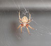 Click image for larger version. 

Name:	spider2.jpg 
Views:	89 
Size:	1.03 MB 
ID:	14155